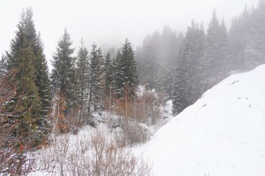 Dağlık bölgelerde farklı türde köknar, çam ve ağaçlar ve yoğun sis var..