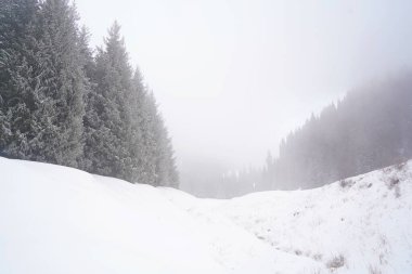 Dağlık bölgelerde farklı türde köknar, çam ve ağaçlar ve yoğun sis var..