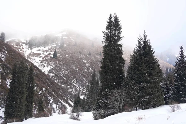 Different Types Firs Pines Trees Mountainous Areas Thick Fog — Stock Photo, Image