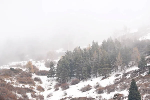 Different Types Firs Pines Trees Mountainous Areas Thick Fog — Stock Photo, Image