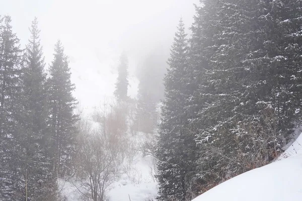 Dağlık bölgelerde farklı türde köknar, çam ve ağaçlar ve yoğun sis var..