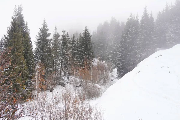 Different Types Firs Pines Trees Mountainous Areas Thick Fog — Stock Photo, Image