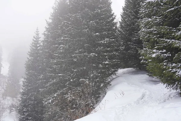 Different Types Firs Pines Trees Mountainous Areas Thick Fog — Stock Photo, Image