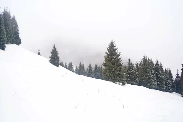 Different Types Firs Pines Trees Mountainous Areas Thick Fog — Foto de Stock