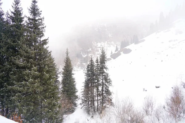 Different Types Firs Pines Trees Mountainous Areas Thick Fog — Stock Photo, Image