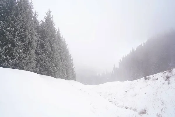 Different Types Firs Pines Trees Mountainous Areas Thick Fog — Stock Photo, Image