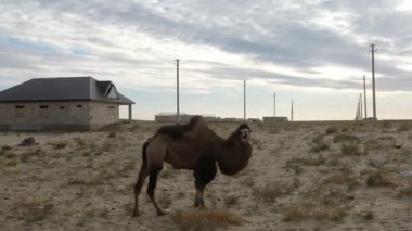 Aralsk, Kazakistan - 10.06.2020: Vahşi bir deve boş bir arazide, kırsal bir yerleşim alanının yakınında çim çiğniyor