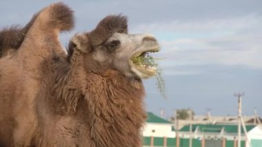 Aralsk, Kazakistan - 10.06.2020: Vahşi bir deve boş bir arazide, kırsal bir yerleşim alanının yakınında çim çiğniyor
