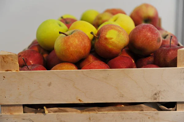 Almaty Kazakhstan 2016 Fresh Harvested Apples Wooden Boxes — Stock Fotó