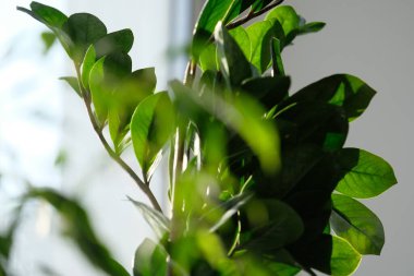 Almaty, Kazakhstan - 01.10.2019 : Growing ornamental plants of different textures at home.