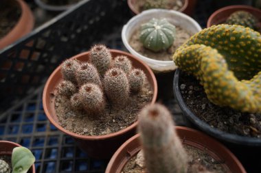 Sergi satışında kaktüsler saksıda sulanıyor..