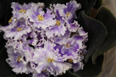 Sergi satışında taze menekşe çiçekli çömlekler..