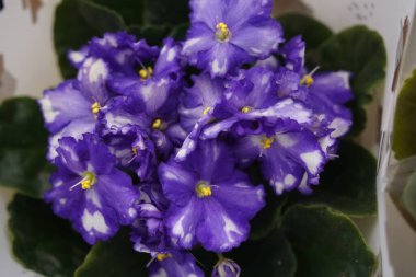 Sergi satışında taze menekşe çiçekli çömlekler..