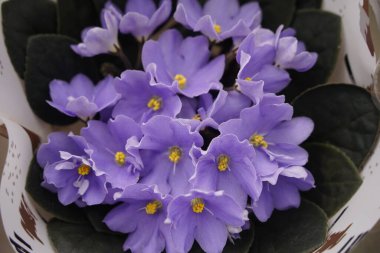 Sergi satışında taze menekşe çiçekli çömlekler..