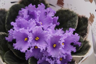 Sergi satışında taze menekşe çiçekli çömlekler..