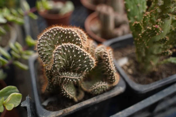 Cacti Succulente Vaso Alla Fiera Vendita — Foto Stock