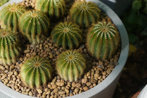 Cacti Succulente Vaso Alla Fiera Vendita — Foto Stock