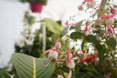 Sergi satışında farklı çeşitlerdeki parlak bahçe bitkileri.