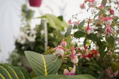 Sergi satışında farklı çeşitlerdeki parlak bahçe bitkileri.