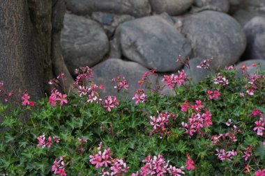 Sergi satışında farklı çeşitlerdeki parlak bahçe bitkileri.