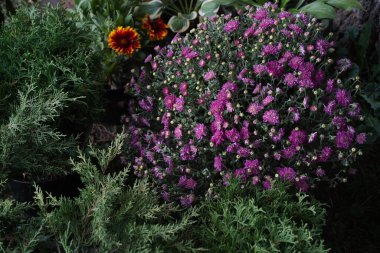 Sergi satışında farklı çeşitlerdeki parlak bahçe bitkileri.