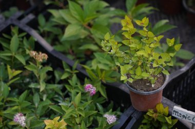 Sergi satışında farklı çeşitlerdeki parlak bahçe bitkileri.