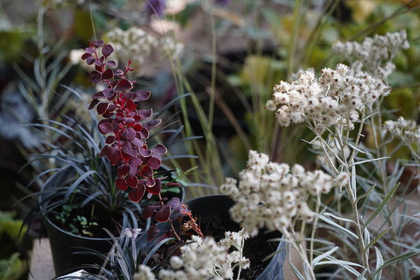 Яркие садовые растения различных сортов на выставке-продаже.