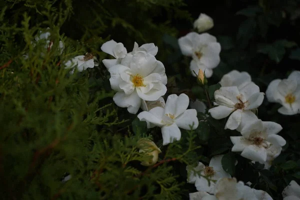 Bright Garden Plants Different Varieties Exhibition Sale — Stock Photo, Image