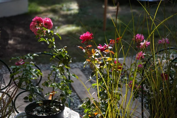 Plantes Jardin Lumineuses Différentes Variétés Exposition Vente — Photo