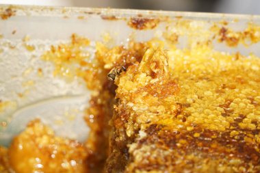 Üstüste dizilmiş bal peteği katmanları ve bir arı.