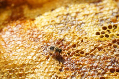 Üstüste dizilmiş bal peteği katmanları ve bir arı.