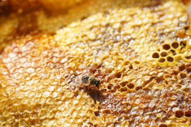 Üstüste dizilmiş bal peteği katmanları ve bir arı.