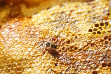 Üstüste dizilmiş bal peteği katmanları ve bir arı.