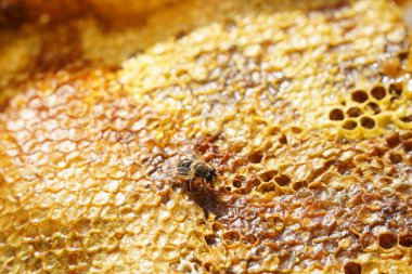 Üstüste dizilmiş bal peteği katmanları ve bir arı.