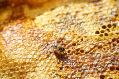 Üstüste dizilmiş bal peteği katmanları ve bir arı.