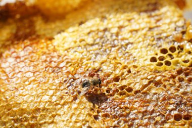 Üstüste dizilmiş bal peteği katmanları ve bir arı.