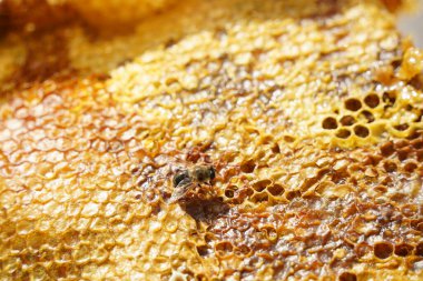 Üstüste dizilmiş bal peteği katmanları ve bir arı.