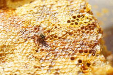 Üstüste dizilmiş bal peteği katmanları ve bir arı.