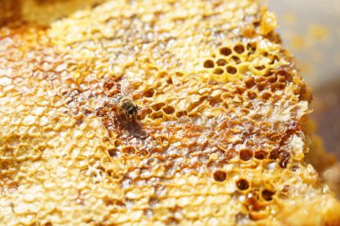 Üstüste dizilmiş bal peteği katmanları ve bir arı.