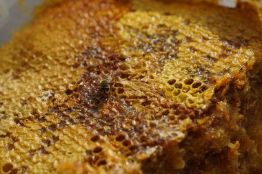 Üstüste dizilmiş bal peteği katmanları ve bir arı.