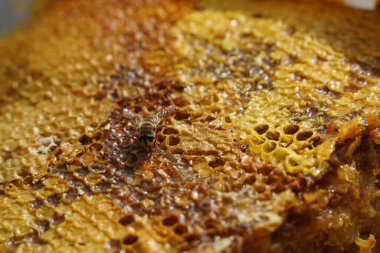 Üstüste dizilmiş bal peteği katmanları ve bir arı.
