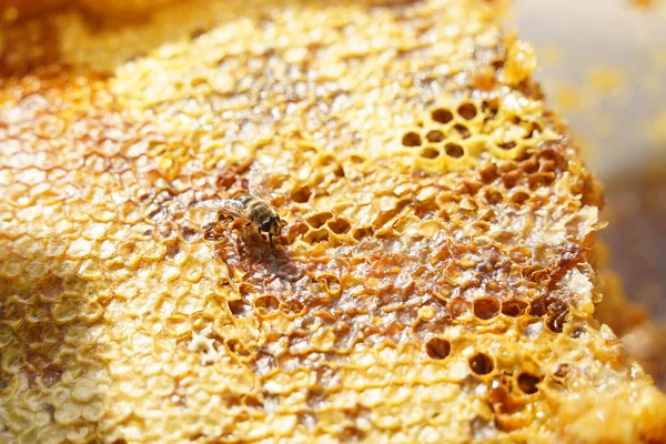 Layers Honeycomb Stacked Top Each Other Bee — Stock Photo, Image