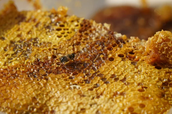 Wabenschichten Übereinander Gestapelt Und Eine Biene — Stockfoto