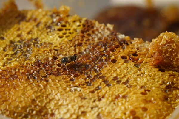 Wabenschichten Übereinander Gestapelt Und Eine Biene — Stockfoto