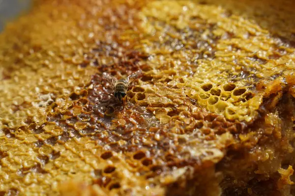 Vrstvy Voštinových Hřebenů Naskládané Jeden Druhého Včela — Stock fotografie