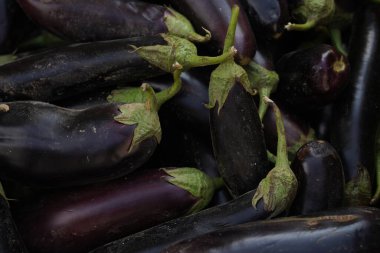 Pazardaki bir konteynırda patlıcan çiftliği..