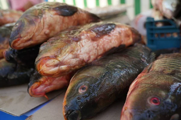 Fresh Fish Open Market Stall Sale — Stock Photo, Image