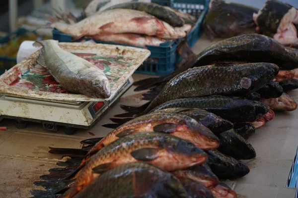 Νωπά Ψάρια Κατάσταση Ανοικτής Αγοράς Προς Πώληση — Φωτογραφία Αρχείου