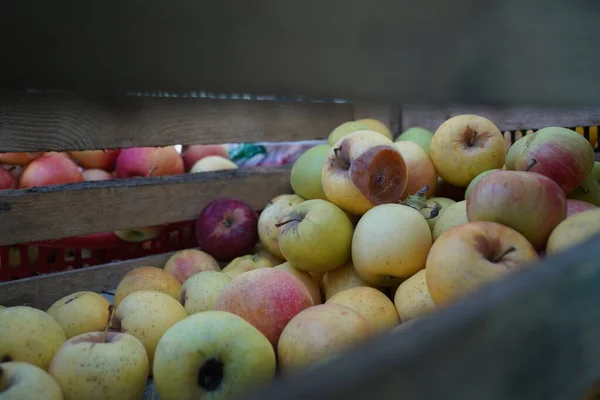 Apples of different varieties on sale at the market.