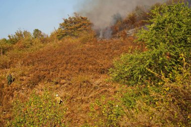 Dağlık bölgelerdeki yangınlar. Kuru otların, çalıların ve ağaçların yanması.